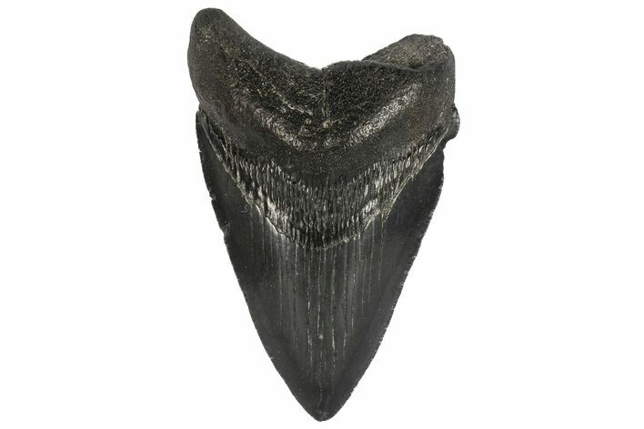 Fossil Megalodon Tooth - Georgia #77526